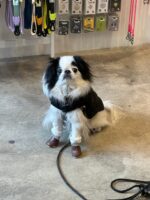 Dog Snow Boots - Image 4