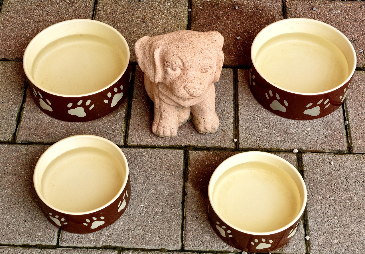 Dry dog food beside a measuring scoop