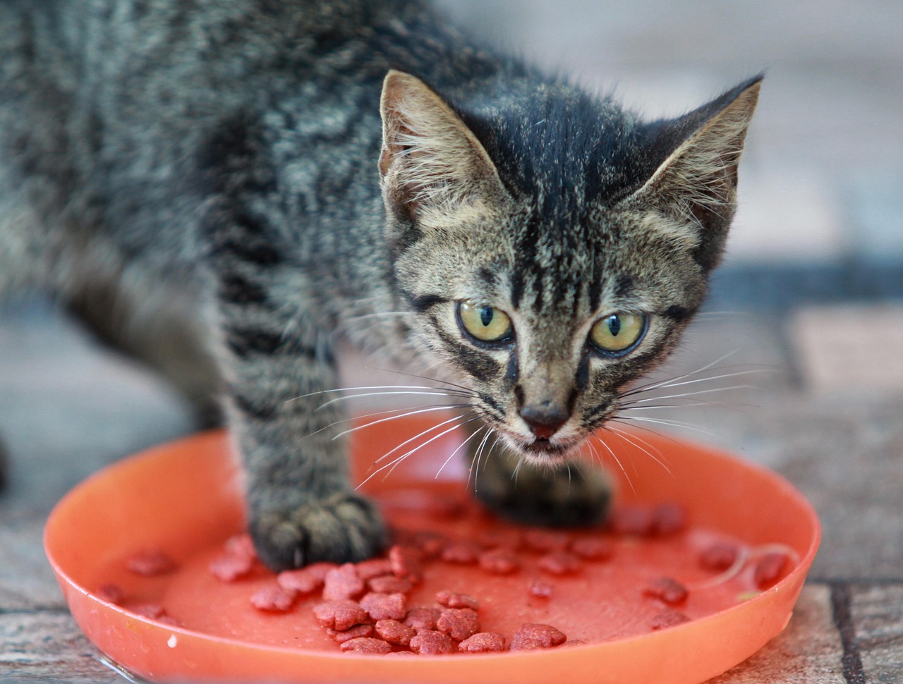 A cat eating from a shallow dish
