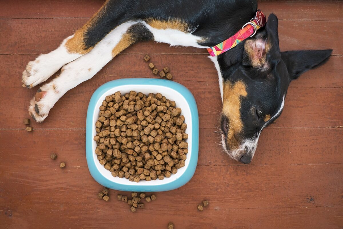 Bark N' Bites — pet bowls and feeding gear in Chicago, IL